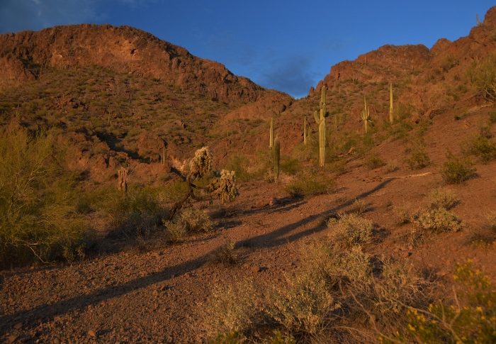 Saguaro shadows cast by the sun